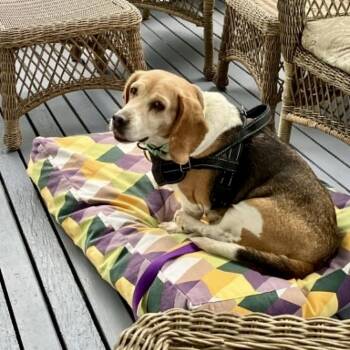 Julie -  Beagle Dog for Adoption in Groveland, Massachusetts - Julie | PetCurious