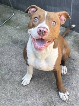 Kamden -  Pit Bull Terrier Dog for Adoption in Chicago, Illinois - Kamden | PetCurious