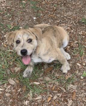 Lorenzo -  Terrier Dog for Adoption in Milton, Florida - Lorenzo | PetCurious