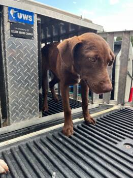 Rescue Labrador Retriever Dogs for Adoption in Gautier, Mississippi - Phoebe | PetCurious