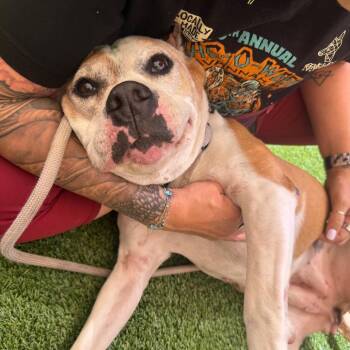 Mixed Breed Dogs Available for Adoption in Savannah, Georgia - Princess Bubblegum | PetCurious