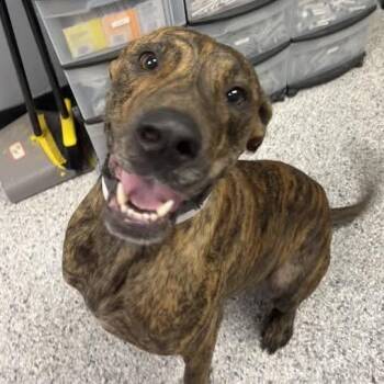 Clarence -  Great Dane and Mixed Breed Dog for Adoption in Birmingham, Alabama - Clarence | PetCurious