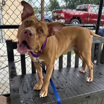 Pikachu -  Mixed Breed Dog for Adoption in Philadelphia, Pennsylvania - Pikachu | PetCurious