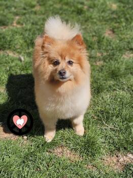 Pomeranian Dogs Available for Adoption in Lebanon, Pennsylvania - Roxy | PetCurious