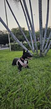 Morita -  Labrador Retriever Dog Available for Adoption in Gig Harbor, Washington - Morita | PetCurious