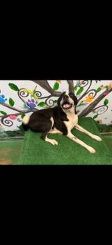 Rescue Labrador Retriever Dogs for Adoption in Brookhaven, Mississippi - Baxter 23 | PetCurious