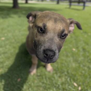 Scooby Doo -  Boxer Dog for Adoption in Newport, Tennessee - Scooby Doo | PetCurious