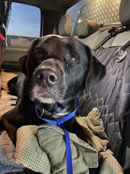 Rescue Labrador Retriever and Mixed Breed Dogs for Adoption in Casper, Wyoming - BEN | PetCurious