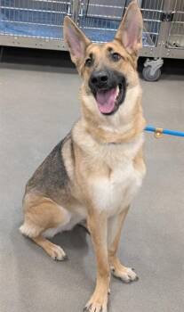 German Shepherd Dog Dogs Available for Adoption - ELSIE | PetCurious