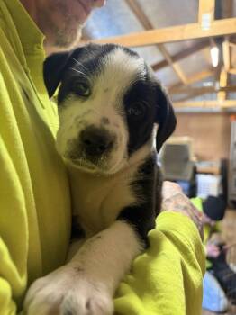 Labrador Retriever and Rottweiler Dogs Available for Adoption - Krista