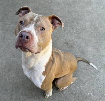 Rescue Pit Bull Terrier and Mixed Breed Dogs for Adoption in Aurora, Illinois - KILLO | PetCurious