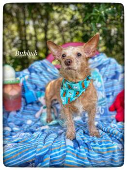 Norfolk Terrier and Chihuahua Dogs Available for Adoption in Sebring, Florida - Bubbub | PetCurious