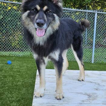 Rescue Shepherd Dogs for Adoption in Smithville, Missouri - Benny | PetCurious