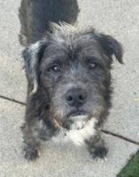 Rescue Poodle Dogs for Adoption in Indianapolis, Indiana - Ritz | PetCurious