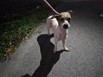 Chihuahua Dogs Available for Adoption - A2473196 | PetCurious