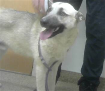 Rescue German Shepherd Dog and Husky Dogs for Adoption in Albuquerque, New Mexico - TABBY | PetCurious