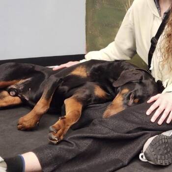 Doberman Pinscher Dogs Available for Adoption in San Francisco, California - Curtis | PetCurious