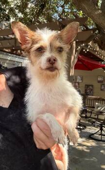 Jammie -  Terrier Dog for Adoption in Temecula, California - Jammie | PetCurious