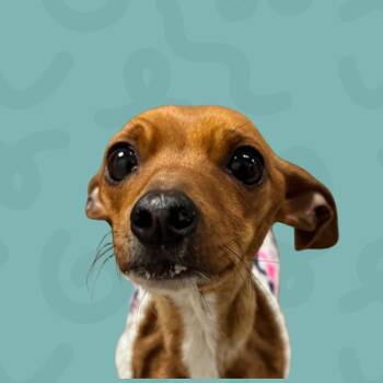 Dachshund and Mixed Breed Dogs Available for Adoption in Reno, Nevada - Nyota | PetCurious