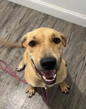 Keke -  Mountain Cur and Mixed Breed Dog for Adoption in Labelle, Florida - Keke | PetCurious