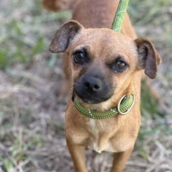 Honey -  Chihuahua Dog for Adoption in Houston, Texas - Honey | PetCurious