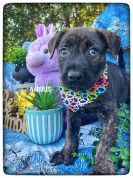 Labrador Retriever Dogs Available for Adoption in Sebring, Florida - Waddles | PetCurious