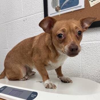 Chihuahua Dogs Available for Adoption - Carson | PetCurious