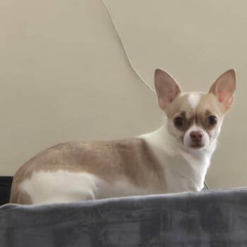 Kate -  Chihuahua Dog for Adoption in Oceanside, New York - Kate | PetCurious