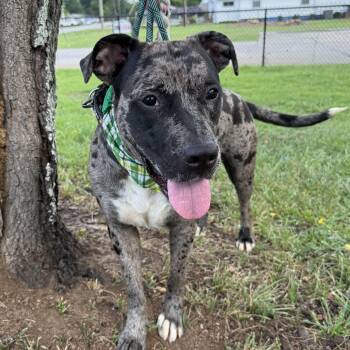Haven -  Catahoula Leopard Dog Dog for Adoption in Columbia, South Carolina - Haven | PetCurious