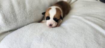 Ms pink -  Pembroke Welsh Corgi Dog for Sale in Beech Island, South Carolina - Ms Pink | PetCurious