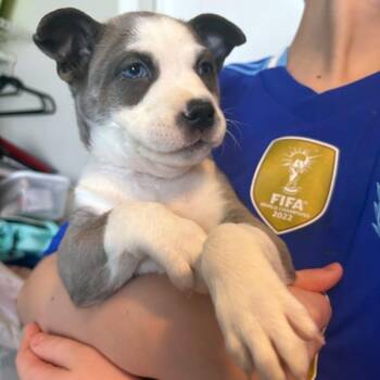 Coca Cola 54057 -  Pit Bull Terrier and Husky Dog for Adoption in Las Vegas, Nevada - Coca Cola 54057 | PetCurious