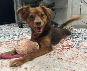 Miniature Pinscher and Dachshund Dogs Available for Adoption in Dayton, Ohio - DUCK | PetCurious