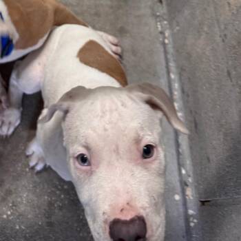 Baraka -  Terrier Dog for Adoption in Clearwater, Florida - Baraka | PetCurious