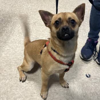 Chihuahua and Mixed Breed Dogs Available for Adoption - Jack | PetCurious