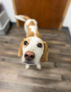 Hound Dogs Available for Adoption in Oconto, Wisconsin - Darling (foster To Adopt) | PetCurious