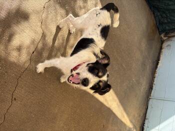 Rescue German Wirehaired Pointer Dogs for Adoption in Mobile, Alabama - Moomoo | PetCurious