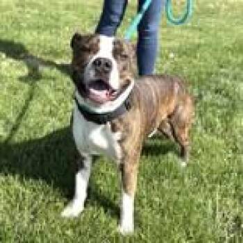 Pit Bull Terrier Dogs Available for Adoption in Hilliard, Ohio - Kong | PetCurious