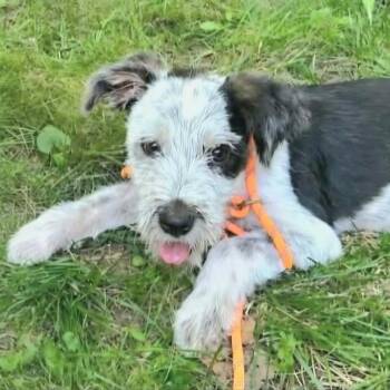 Pancake -  Border Collie and Terrier Dog for Adoption in Livonia, Michigan - Pancake | PetCurious