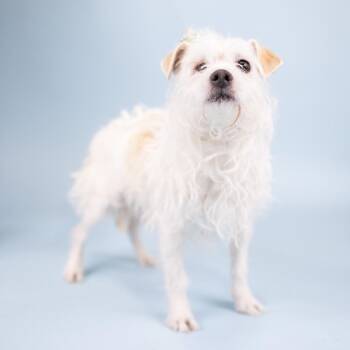 Terrier and Poodle Dogs Available for Adoption in Portland, Oregon - Dino | PetCurious