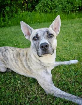 Ginny -  Husky and Boxer Dog for Adoption in Bay City, Michigan - Ginny | PetCurious