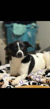 Border Collie Dogs Available for Adoption in Boston, Massachusetts - Faye | PetCurious