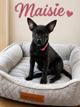Maisie -  Chihuahua Dog for Adoption in Liverpool, Texas - Maisie | PetCurious