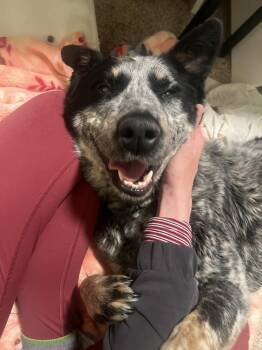 Australian Cattle Dog Blue Heeler Dogs Available for Adoption - BLACKWATER | PetCurious