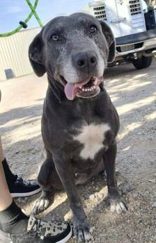 Rescue Mixed Breed Dogs for Adoption in Buchanan Dam, Texas - Bubbles | PetCurious