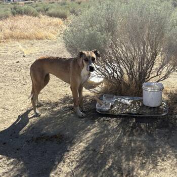 Aria -  Great Dane Dog for Adoption in Leona Valley, California - Aria | PetCurious