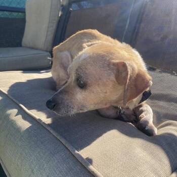 Chihuahua and Terrier Dogs Available for Adoption - Chelsea | PetCurious