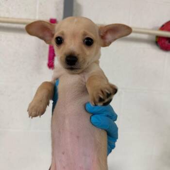 Gumdrop -  Chihuahua and Mixed Breed Dog for Adoption in Edinburg, Texas - Gumdrop | PetCurious