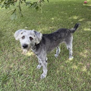 Beaux Tie -  Poodle and Mixed Breed Dog for Adoption in Hardeeville, South Carolina - Beaux Tie | PetCurious