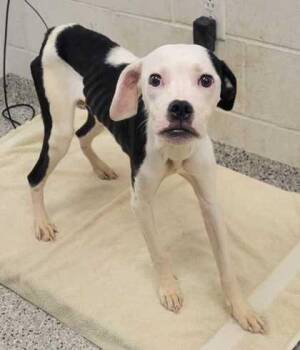 Ladybug -  Pit Bull Terrier and Mixed Breed Dog for Adoption in Kansas City, Missouri - Ladybug | PetCurious