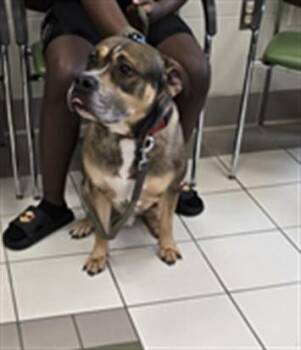 Boxer and Mixed Breed Dogs Available for Adoption in Derwood, Maryland - RANGO | PetCurious